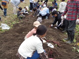 10月14日（火）北部こども教室　さつま芋掘りがありました