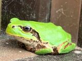 かえるの写真選手権！！！笑