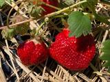 🚙行ってきました🍓移住者わくわく交流会～自分で採ったいちごでサンドづくり！ みんなでワイワイ楽しもう～🍓