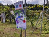🚙💛太美山地域の山ぶどう収穫祭に行ってきました！！🍇