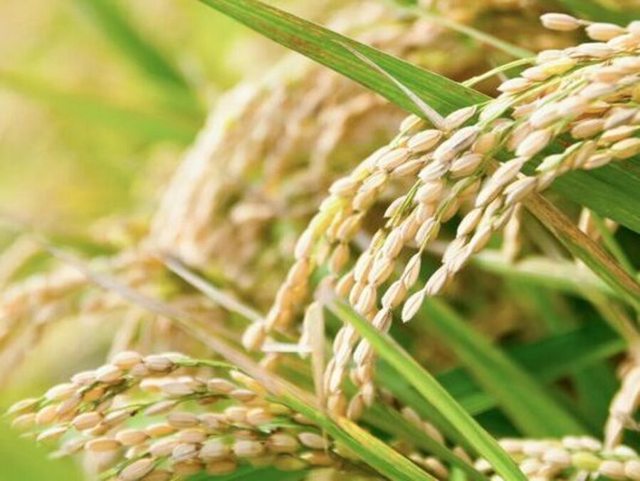 稲刈りの季節♡子供がこれがお米だと知らないことに衝撃を受けました💛笑