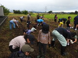 ワイワイ学園『親子でサツマイモ掘りをしよう』