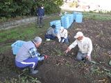 いもっこ倶楽部：里芋掘り